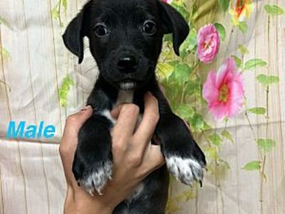 Snoop - Border Collie Male Puppy for Adoption