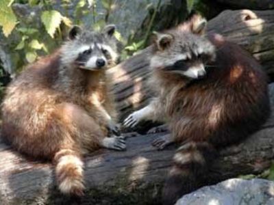 Raccoon removal services