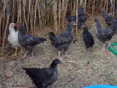 Chickens  Hens Pullets     Rooster