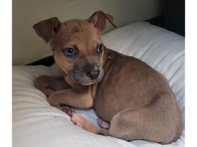 FRODO (ZENO) - American Pit Bull Terrier Male Puppy for Adoption