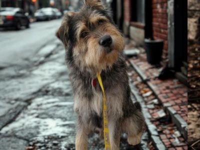 Keith - Picardy Sheepdog & Schnauzer Mix Male Dog for Adoption