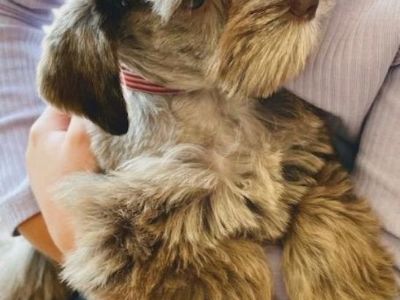 Miniature Schnauzer Puppy for Sale  -  Frankie