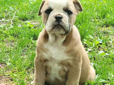 Olde English Bulldogs Ready For Forever Homes