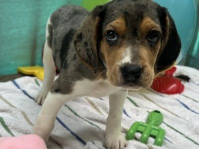 Papaya - Treeing Walker Coonhound Mix Male Puppy for Adoption