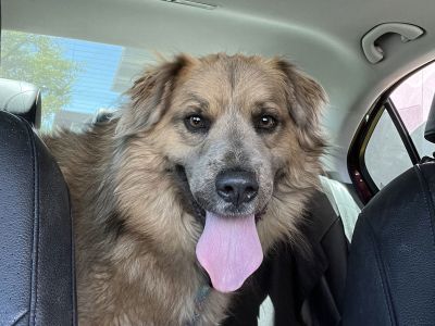 Walter - Australian Shepherd Mix Male Dog for Adoption