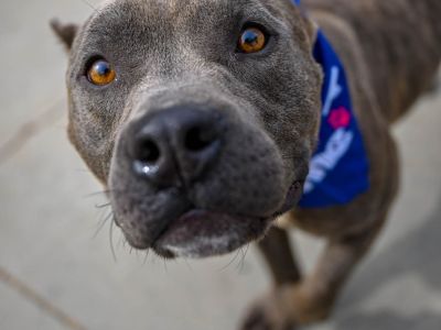 Nolan - Staffordshire Bull Terrier Mix Male Dog for Adoption