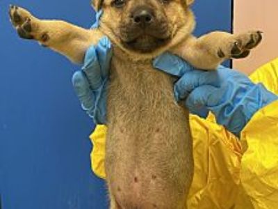 Toulouse - Cattle Dog/Shepherd (Unknown Type) Mix Male Puppy for Adoption