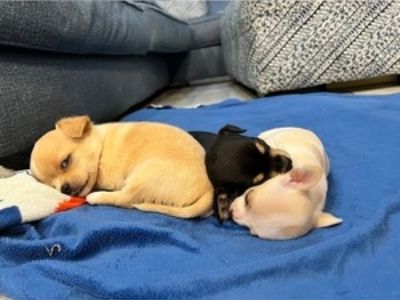 NATURALLY REARED AKC CHIHUAHUAS