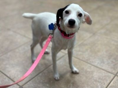 Sunbeam - Chihuahua/Mixed Breed (Medium) Mix Female Puppy for Adoption