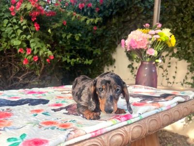 Dachshunds Miniature AKC Long Haired Short Haired Dapples & English Creams