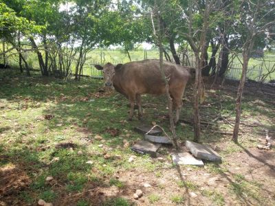 Cattle for sale 700