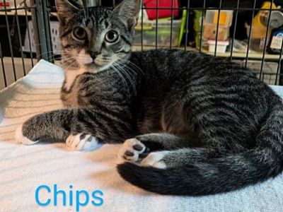 Chips - Domestic Shorthair Male Cat for Adoption