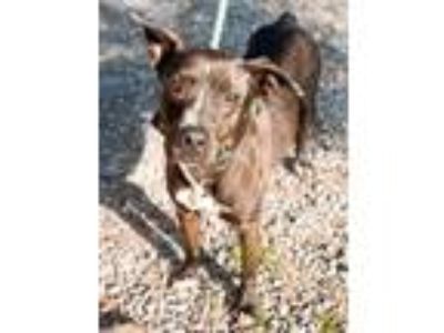 Adopt Dalton a Labrador Retriever / Mixed dog in Jackson, MS (34204934)