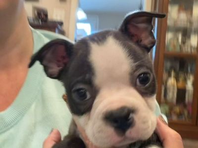 Sting. Cute little male Boston terrier