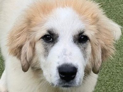 LUCILLE - Great Pyrenees Female Puppy for Adoption