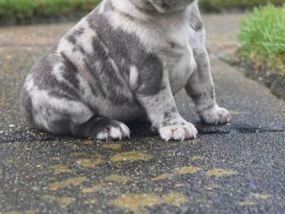 French bulldog