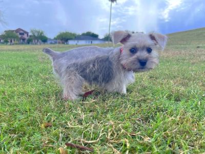 Miniature Schnauzer
