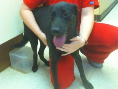 Drake aka Little man - Labrador Retriever & Black Labrador Retriever Mix Male Dog for Adoption