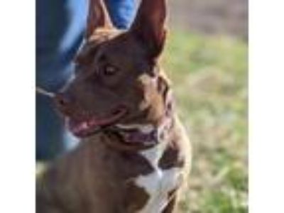 Adopt Betsy a American Staffordshire Terrier, Husky