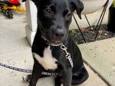 Penguin - American Eskimo Dog/Boston Terrier Mix Male Puppy for Adoption