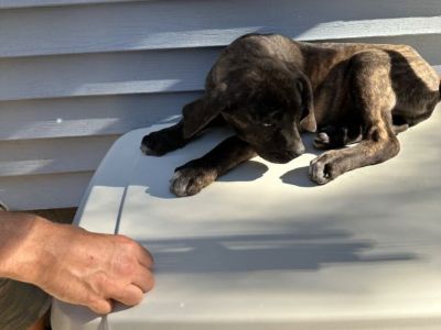 Italian cane Corso mixed with Turkish Kangal puppies for sale.