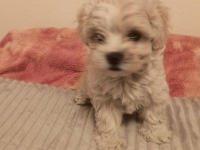 Maltipoo Schnoodle puppies