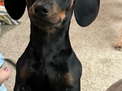 Dachshund