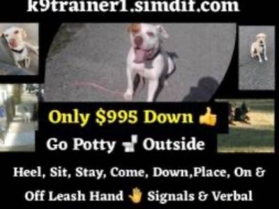 🐾 28-Day Dog Obedience Board & Train – Certified Trainer Since 1979