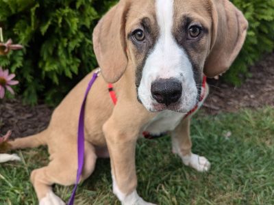 Leonardo - Hound & Mastiff Mix Male Puppy for Adoption