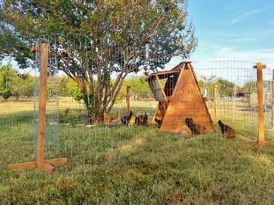 Portable Coop & Yard For Free Range Chickens or Ducks