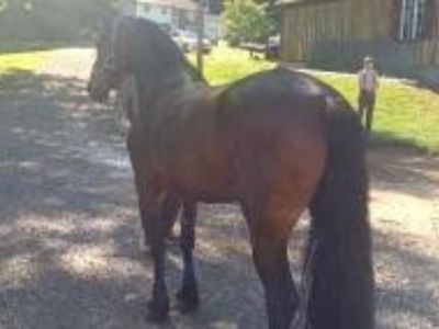 8-Year-Old Friesian Morgan Cross Male For Sale In London Deery, Ohio 45647