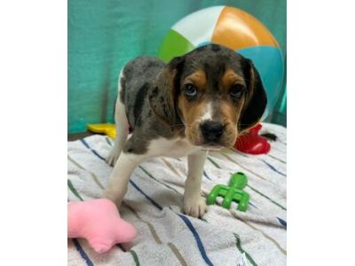 Papaya - Treeing Walker Coonhound/Mixed Breed (Medium) Mix Male Puppy for Adoption