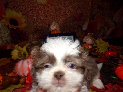 FAll Special  Imperial Shih Tzu Puppies *