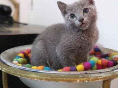 purebred friendly russian blue kittens near me