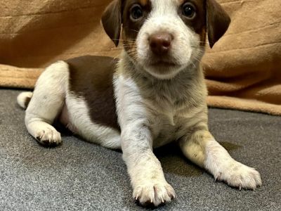 Winston - Rat Terrier Mix Male Puppy for Adoption