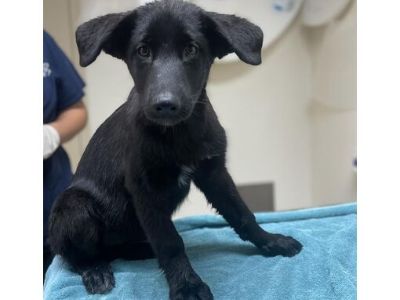 Zara - Labrador Retriever/Shepherd (Unknown Type) Mix Female Puppy for Adoption