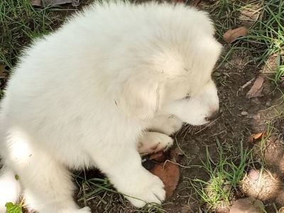 Great pyrenees puppies for sale