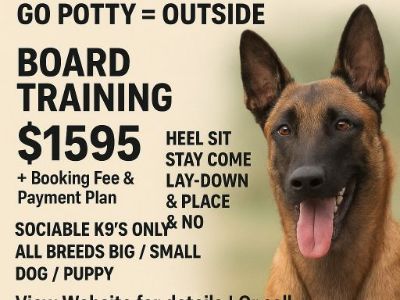 🐾 21-Day Dog Transformation – Cherry Hill, NJ