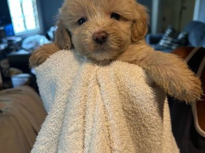 Maltipoo puppies