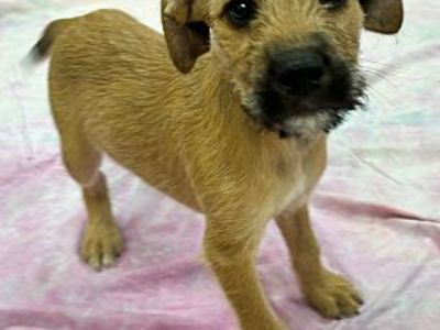 Modelo - Terrier (Unknown Type, Small)/Shepherd (Unknown Type) Mix Male Puppy for Adoption