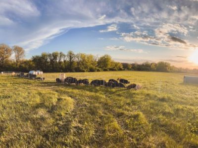 Idaho Pasture Pigs; Breeders & Feeders