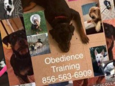 K9 Obedience All Breeds