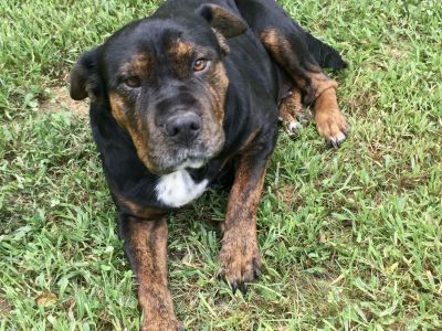 Nelson - Shar-Pei & Rottweiler Mix Female Dog for Adoption
