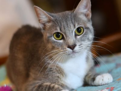 Gracie (Gracie's Litter) - Domestic Short Hair Mix Female Cat for Adoption