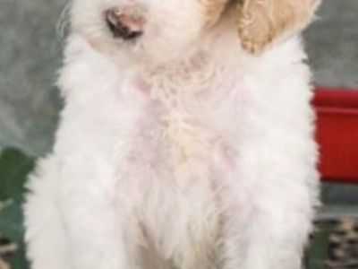 Female Standard Parti Poodle pup for sale