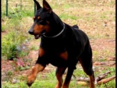 Dobermann Puppies for sale