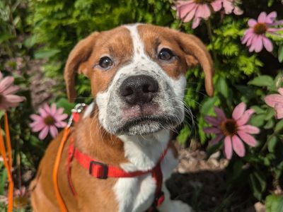 Splinter - Hound Mix Male Puppy for Adoption