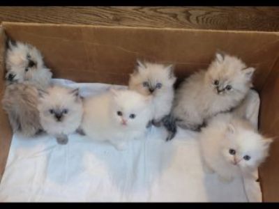 Beautiful Dollface Persian Kittens