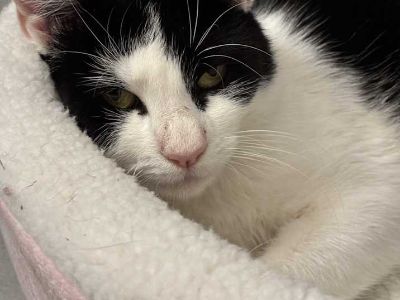Olivia - Domestic Shorthair Female Cat for Adoption