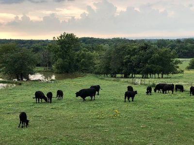 Grass fed grain finished beef for sale